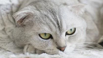 熊猫体育平台-埃及赛制解析：本土赛事如何影响国际大赛表现，埃及联赛