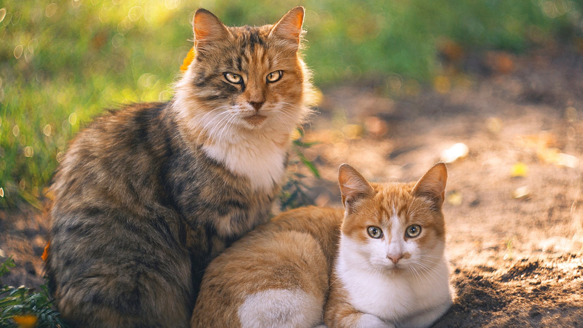 熊猫体育娱乐-“从草根到顶级球员：埃尔斯·霍斯特的非凡橄榄球之路”