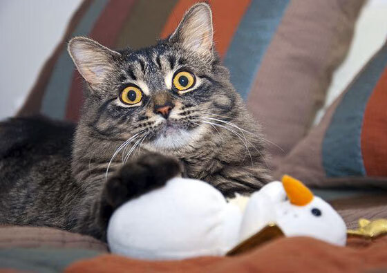 熊猫体育平台安全-法甲豪门夏窗大手笔签约，法甲夏窗转会汇总