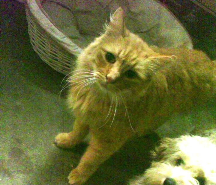 贝宁男篮在非洲锦标赛中持续突破,扬威国际舞台,非洲贝宁的气候怎么样