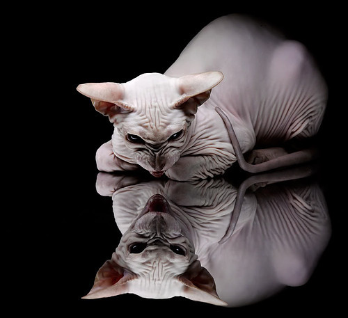 熊猫体育全站-青少年足球全球推广计划持续深化，未来之星培养加速，青少年足球大赛