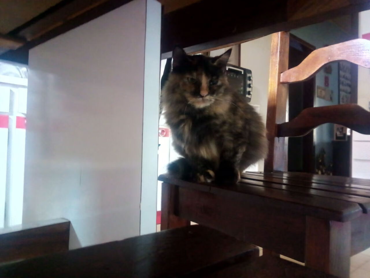 青少年足球全球推广计划持续深化,未来之星培养加速,青少年足球大赛